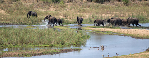 Running herd of African Elephants crossing the Sabi River in Kruger National Park in South Africa RSA
