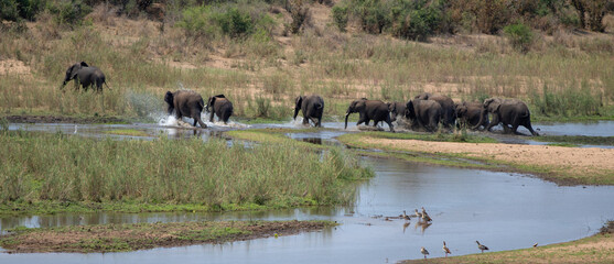 Herd of African Elephants splashing as they run across the Sabi River in Kruger National Park in South Africa RSA