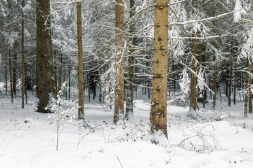 Fototapeta premium winter forest in Emmental