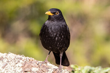 Male Blackbird (Turdus merula) in woodland setting