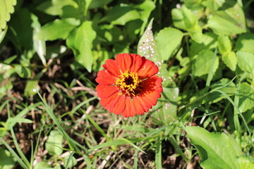 orange flowers growing by the roadside