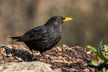 Male Blackbird (Turdus merula) in woodland setting