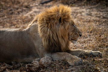 Side profile of a big male Lion.