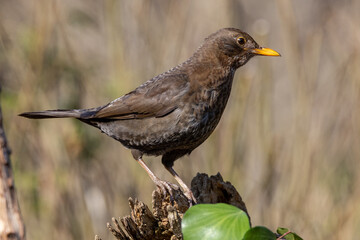 Female Blackbird (Turdus merula) in woodland setting