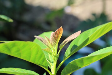 young avocado leaves growing in the garden