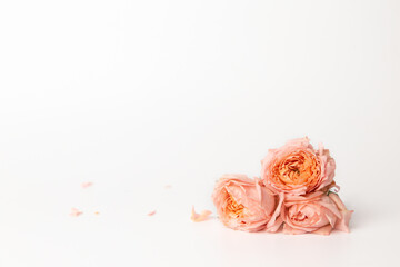 Composition of flowers. Pink flowers and rose petals on a white background. Flat lay, copy space. romance concept