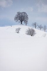 lone tree on top of a hill in Emmental in winter