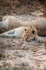 Laying cub laying in the sand in the Kruger.