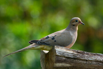 Mourning Dove
