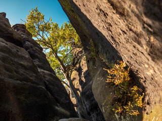 B&auml;renhorn in der S&auml;chsischen Schweiz - Felsschlucht am Friedensturm