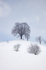 Fototapeta na wymiar lone tree on top of a hill in Emmental in winter