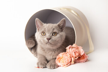 Cute British kitten in a white gift box with pink rose flowers. Beautiful kittens for birthday gift or valentine's day, march 8 on white background with copy space. Surprise for festive event.