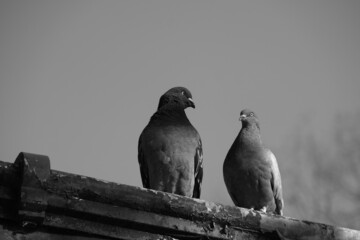 Pigeons couple