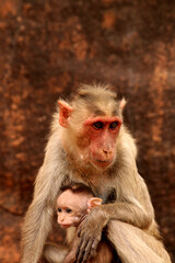 Bonnet macaque with baby. Monkeys in Badami Fort.