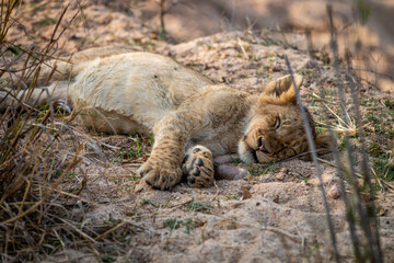 Laying cub laying in the sand in the Kruger.