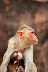 Obraz premium Bonnet macaque with baby. Monkeys in Badami Fort.