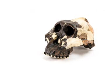 Fototapeta premium skull of prehistoric man, Skull of hominids or australopithecus isolated on white background with space for text 