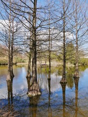 Fototapeta na wymiar Sumpfbäume aus den USA im Arboretu Ellerhoop