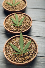 Plates with hemp seeds on wooden background