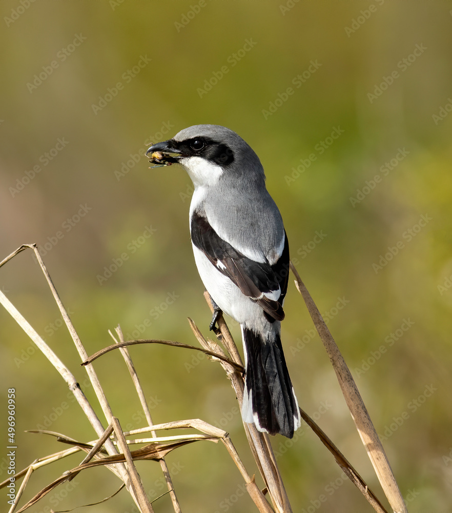 Wall mural a loggerhead shrike with a grasshopper in its beak.