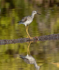 A lesser yellowlegs standing on a mud flat in the marsh at low tide. 