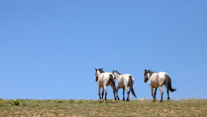 Blue and Red Roan wild horses walking together with blue background on mountain ridge in Montana United States