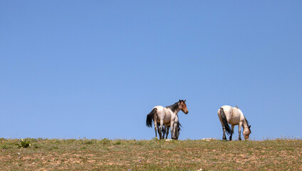 Red and Blue Roan wild horses with blue background on mountain ridge in Montana United States