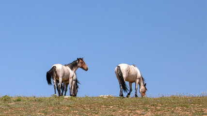 Red and Blue Roan wild horses walking on mountain ridge with blue background in Montana United...