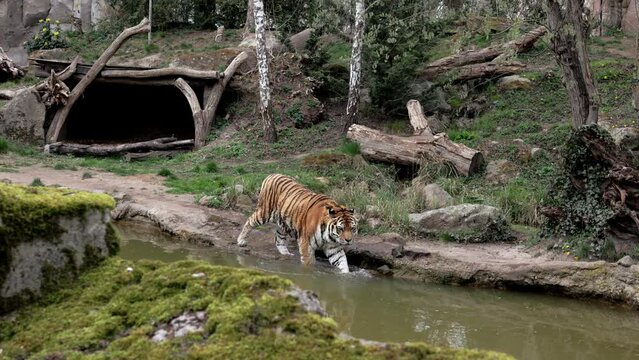 Tiger in natural habitat. Drinking water of a male tiger. Wildlife scene with dangerous animal. Hot Summer. Dry trees with beautiful Indian tiger, Panthera tigris