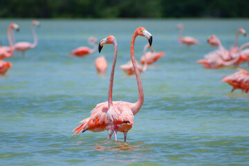 Edited background flamingos