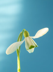 One white snowdrop on a blue background close-up. Spring concept