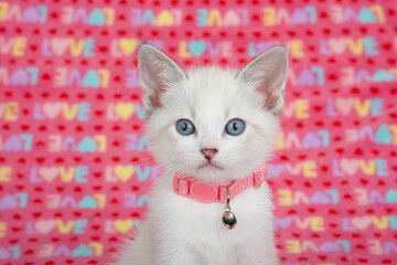 Fototapeta na wymiar Portrait of an adorable Siamese mix kitten wearing a pink collar with a bell with pink blanket with the word LOVE written all over it in the background. Looking directly at viewer.