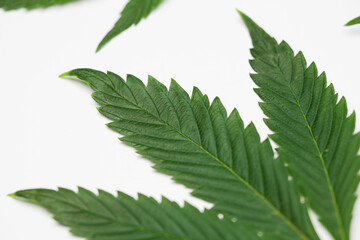 Green cannabis leaves white background