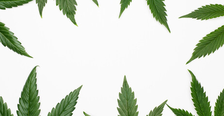 Fototapeta na wymiar Marijuana leaves or cannabis isolated on white background. Top view. Space for text.