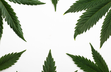 Marijuana leaves or cannabis isolated on white background. Top view. Space for text.