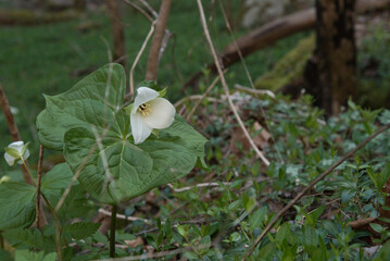 Sweet white trillium spring bloom in an Appalachian mountain forest.