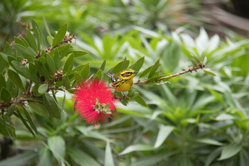 Yellow bird on limb of bush