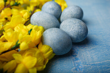 Fototapeta na wymiar Painted Easter eggs on blue background with yellow flowers. Spring holiday, symbolic food. Close up shot, copy space.