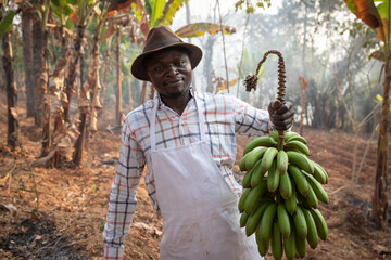 An African farmer with a bunch of plantain bananas just harvested from his plantation © Media Lens King