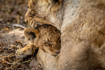 Lion cub cuddling with his mother.