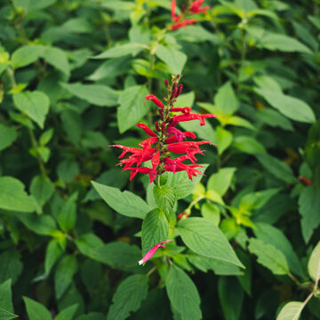 Salvia Elegans