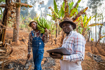 two African peasants in the field while working, one with a bunch of plantains and the other with a...