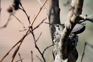 Anna’s Hummingbird Nest is secured between tree branches for stability 