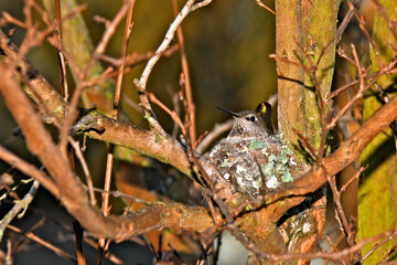 Mother Anna’s Hummingbird sits low in nest on her eggs before chicks are born