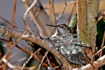 A female anna’s hummingbird sits high in tiny nest keeping chicks warm