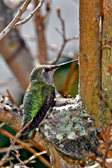  Anna’s hummingbird’s iridescent blue and green feathers are diagnostic of a Female bird, male have red heads