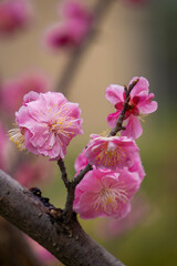 Pink plum blossom blooming in spring