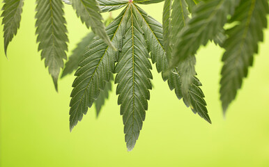 Fototapeta premium Leaves of cannabis plants or hemp for alternative medicine concept, green background