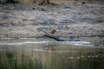 Hammerkop standing by the water fishing.