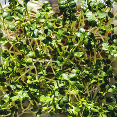 Daikon microgreens fresh greens in the sun, close-up. Healthy food concept, top view